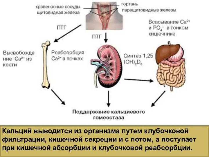 Кальций выводится из организма путем клубочковой фильтрации, кишечной секреции и с потом,