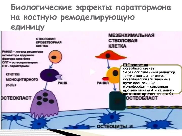 Биологические эффекты паратгормона на костную ремоделирующую единицу ПТГ влияет на остеобластогенез Через