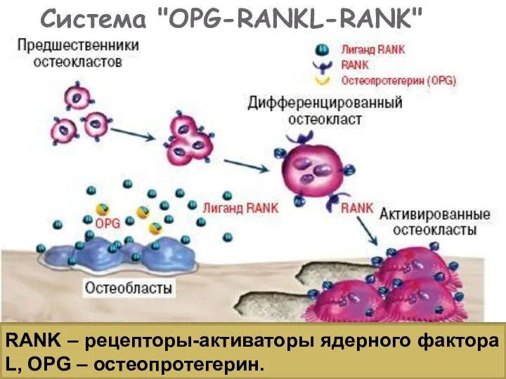 Система "OPG-RANKL-RANK" RANK – рецепторы-активаторы ядерного фактора L, OPG – остеопротегерин.