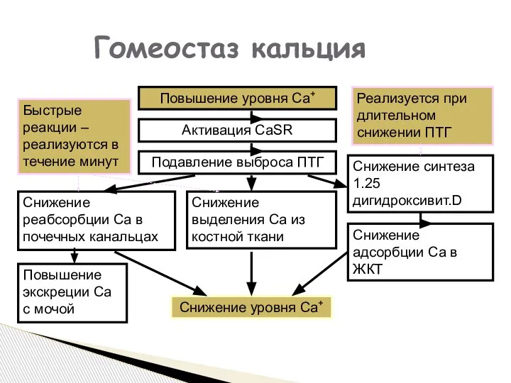 Гомеостаз кальция Повышение уровня Ca+ Активация CaSR Подавление выброса ПТГ Снижение реабсорбции