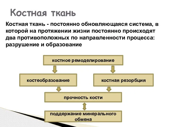 Костная ткань костное ремоделирование костная резорбция костеобразование прочность кости поддержание минерального обмена