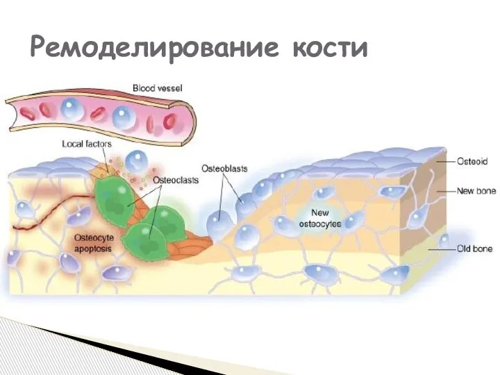 Ремоделирование кости