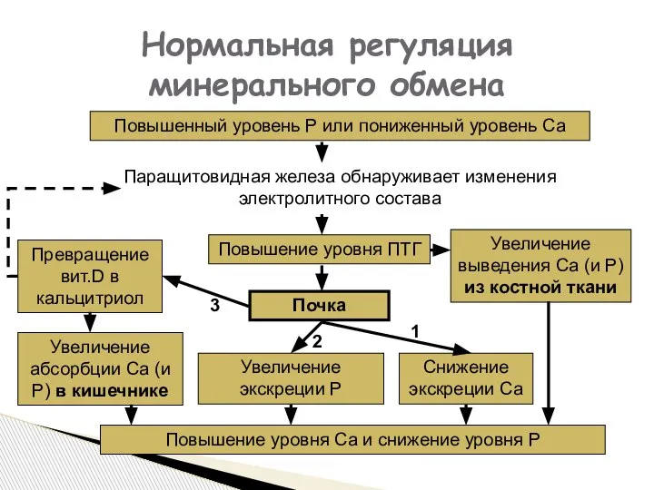 Нормальная регуляция минерального обмена Повышенный уровень Р или пониженный уровень Са Паращитовидная