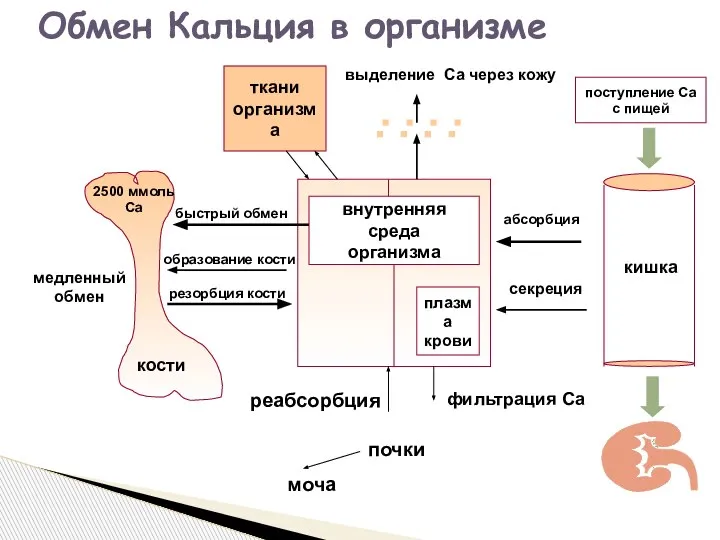 поступление Са с пищей кишка внутренняя среда организма плазма крови абсорбция секреция