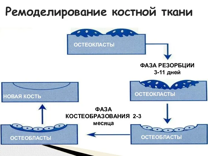 Ремоделирование костной ткани