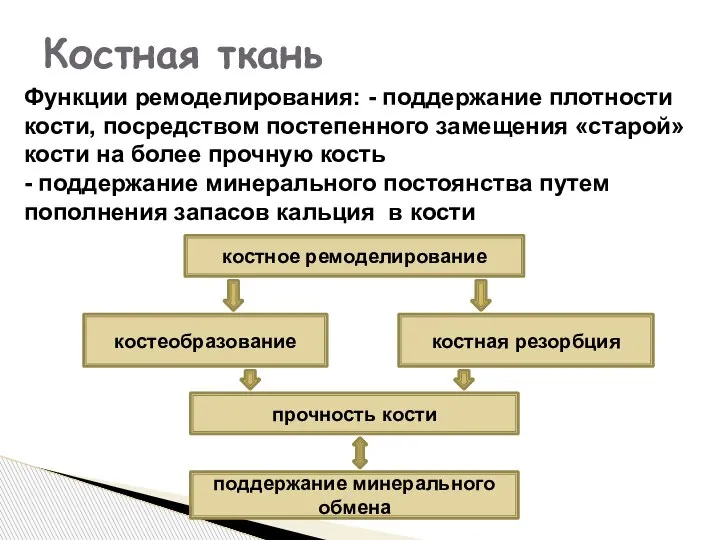 Костная ткань костное ремоделирование костная резорбция костеобразование прочность кости поддержание минерального обмена