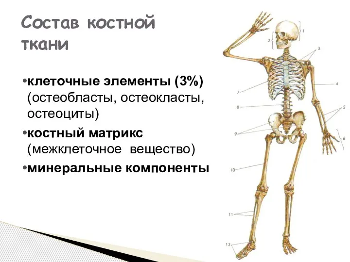 клеточные элементы (3%) (остеобласты, остеокласты, остеоциты) костный матрикс (межклеточное вещество) минеральные компоненты Состав костной ткани