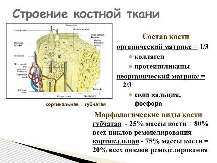 Состав кости органический матрикс = 1/3 коллаген протеингликаны неорганический матрикс = 2/3