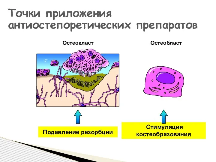 Точки приложения антиостепоретических препаратов