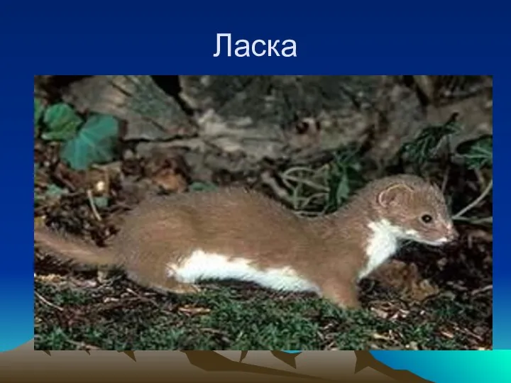 Ласка