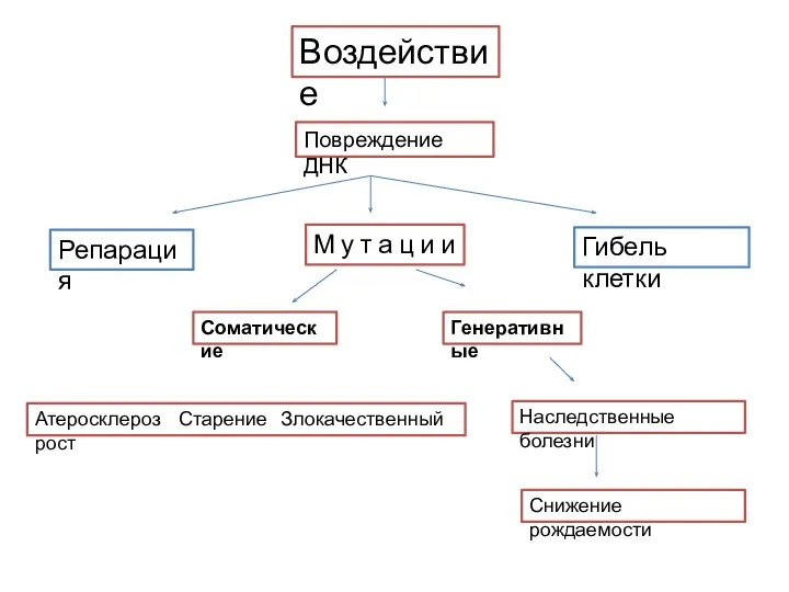 Воздействие Повреждение ДНК М у т а ц и и Репарация Гибель