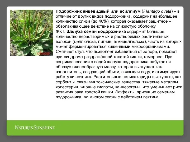 * Подорожник яйцевидный или псиллиум (Plantago ovata) – в отличие от других