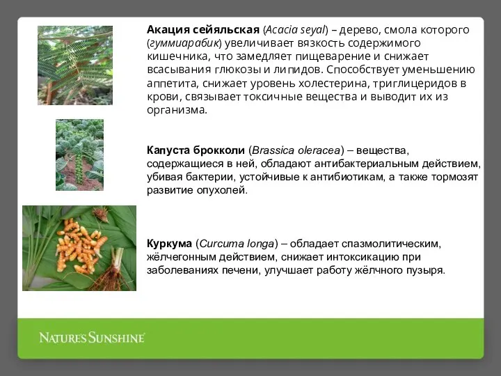 Акация сейяльская (Acacia seyal) – дерево, смола которого (гуммиарабик) увеличивает вязкость содержимого