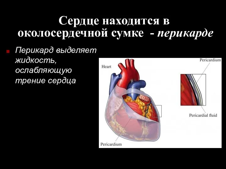 Сердце находится в околосердечной сумке - перикарде Перикард выделяет жидкость, ослабляющую трение сердца