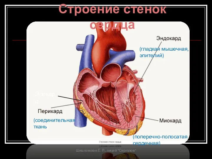Строение стенок сердца (соединительная ткань) (поперечно-полосатая сердечная) (гладкая мышечная, эпителий) Эпикард Шишловская Е. Л., лицей "Серпухов"