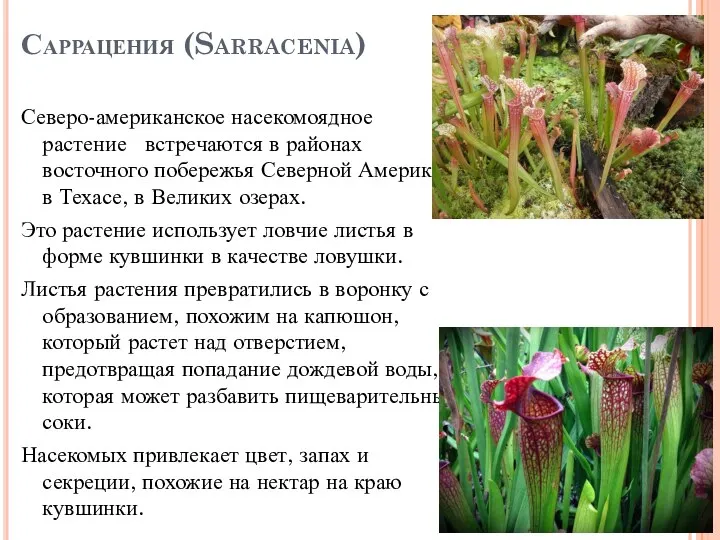 Саррацения (Sarracenia) Северо-американское насекомоядное растение встречаются в районах восточного побережья Северной Америки,