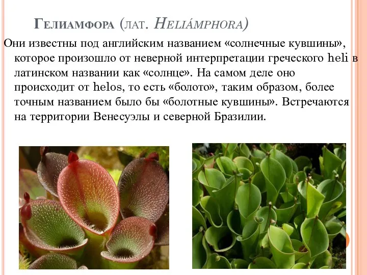 Гелиамфора (лат. Heliámphora) Они известны под английским названием «солнечные кувшины», которое произошло