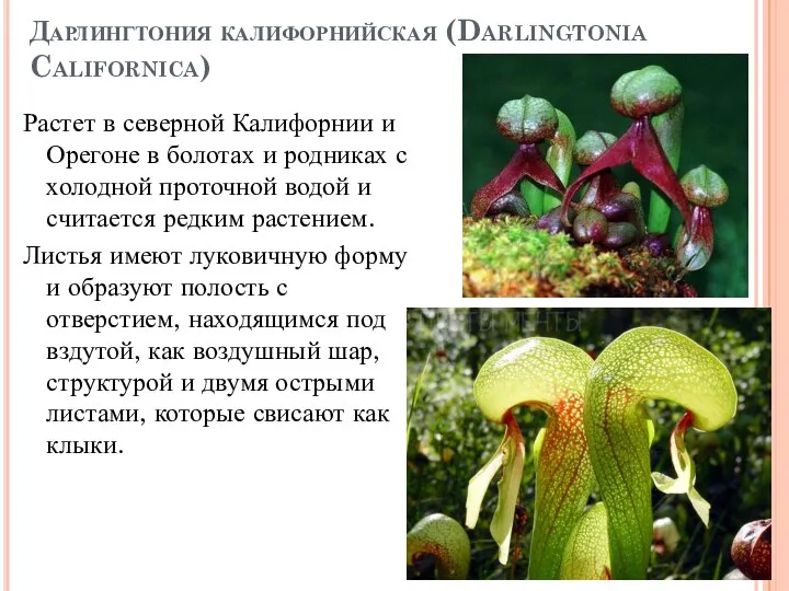 Дарлингтония калифорнийская (Darlingtonia Californica) Растет в северной Калифорнии и Орегоне в болотах