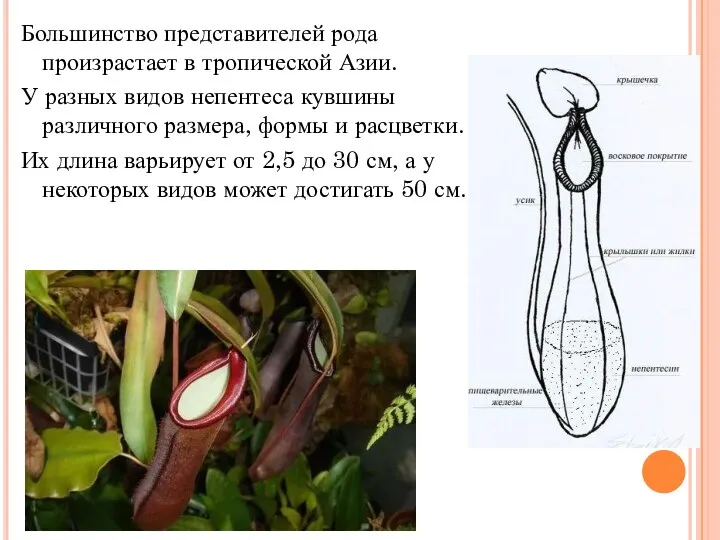 Большинство представителей рода произрастает в тропической Азии. У разных видов непентеса кувшины