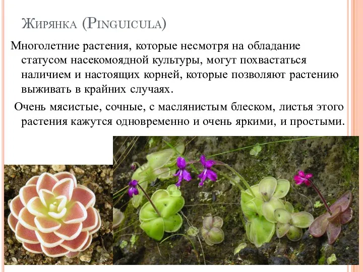 Жирянка (Pinguicula) Многолетние растения, которые несмотря на обладание статусом насекомоядной культуры, могут