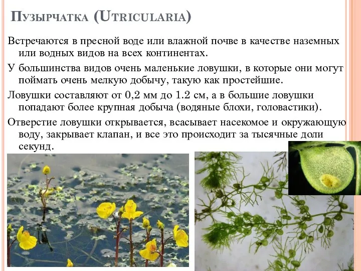 Пузырчатка (Utricularia) Встречаются в пресной воде или влажной почве в качестве наземных