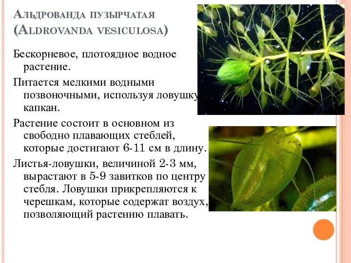 Альдрованда пузырчатая (Aldrovanda vesiculosa) Бескорневое, плотоядное водное растение. Питается мелкими водными позвоночными,