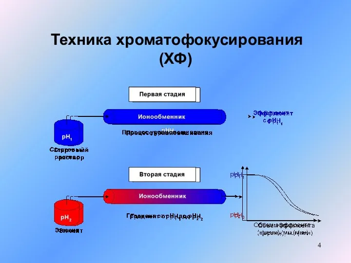 Техника хроматофокусирования (ХФ)