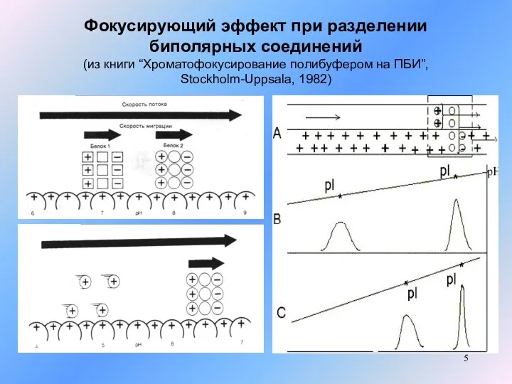 Фокусирующий эффект при разделении биполярных соединений (из книги “Хроматофокусирование полибуфером на ПБИ”, Stockholm-Uppsala, 1982)
