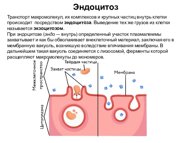 Транспорт макромолекул, их комплексов и крупных частиц внутрь клетки происходит посредством эндоцитоза.