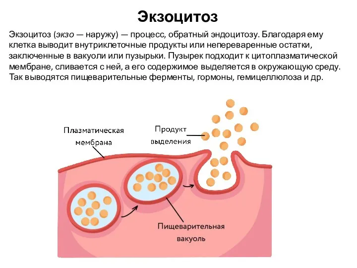 Экзоцитоз (экзо — наружу) — процесс, обратный эндоцитозу. Благодаря ему клетка выводит