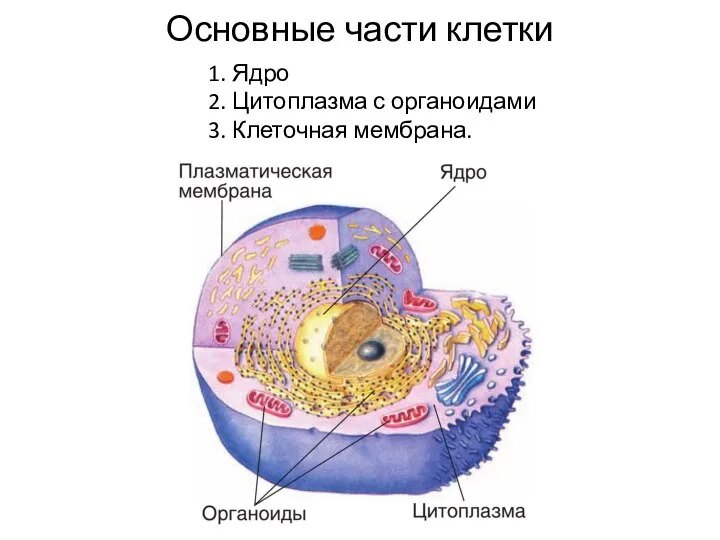 Основные части клетки 1. Ядро 2. Цитоплазма с органоидами 3. Клеточная мембрана.