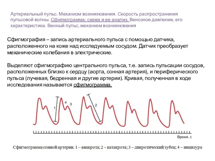 Артериальный пульс. Механизм возникновения. Скорость распространения пульсовой волны. Сфигмограмма: схема и ее