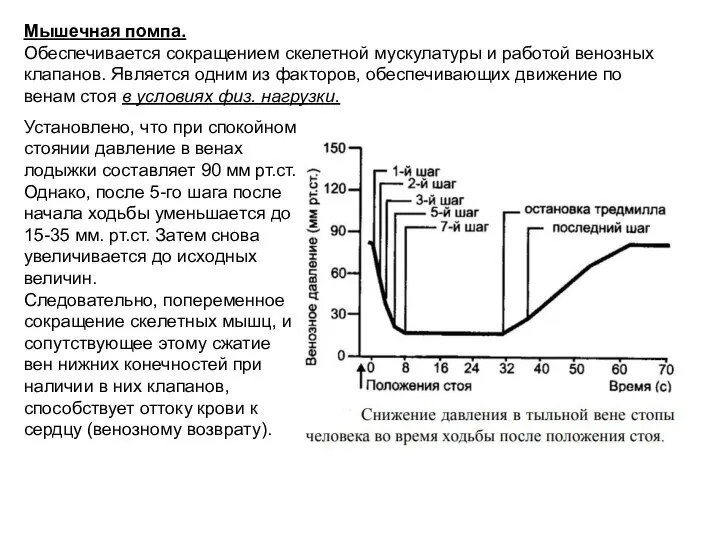 Мышечная помпа. Обеспечивается сокращением скелетной мускулатуры и работой венозных клапанов. Является одним