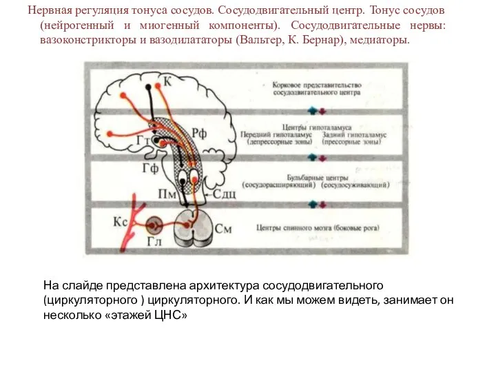 Нервная регуляция тонуса сосудов. Сосудодвигательный центр. Тонус сосудов (нейрогенный и миогенный компоненты).