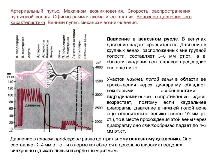 Артериальный пульс. Механизм возникновения. Скорость распространения пульсовой волны. Сфигмограмма: схема и ее