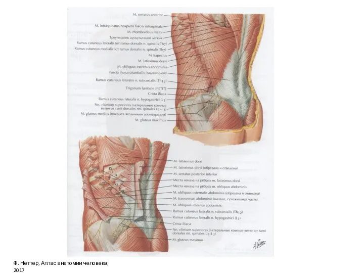 Ф. Неттер, Атлас анатомии человека; 2017