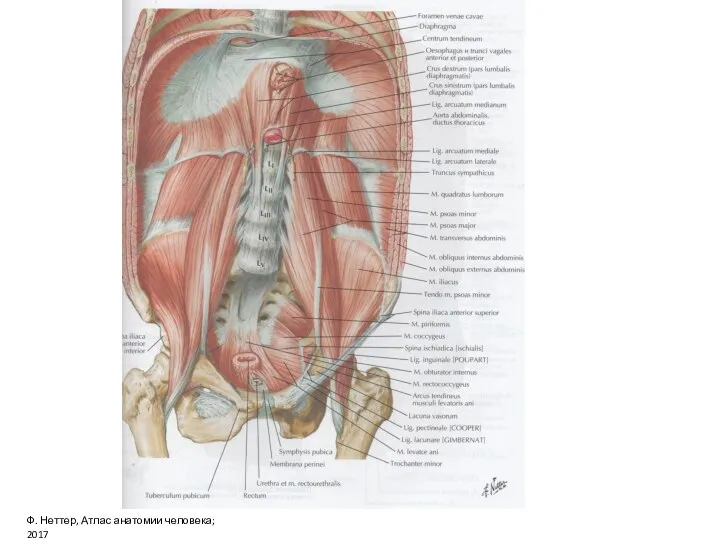 Ф. Неттер, Атлас анатомии человека; 2017