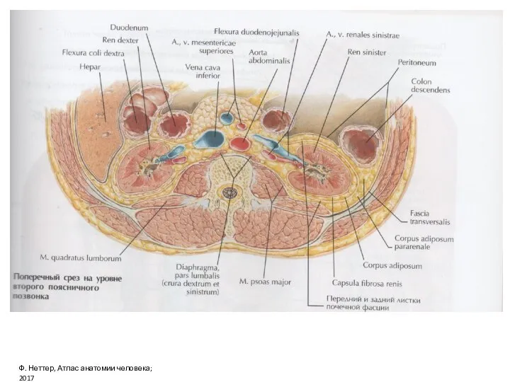 Ф. Неттер, Атлас анатомии человека; 2017