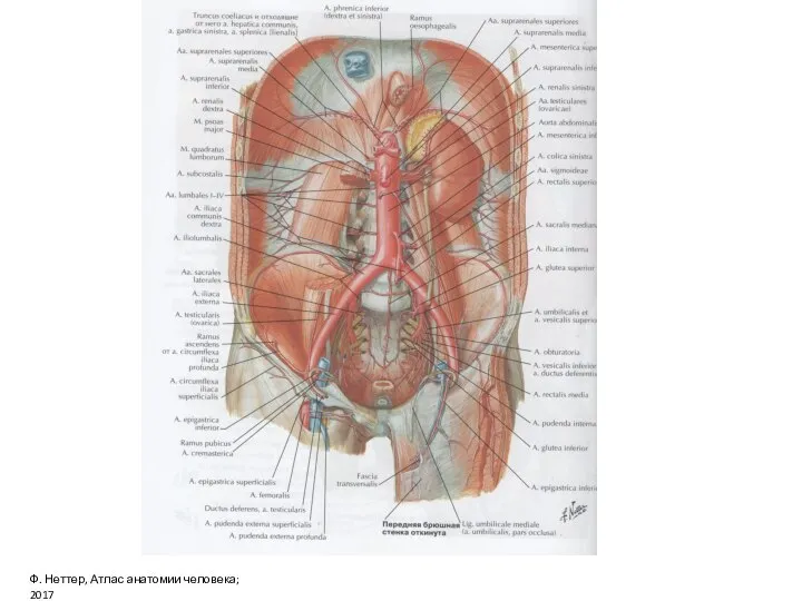 Ф. Неттер, Атлас анатомии человека; 2017