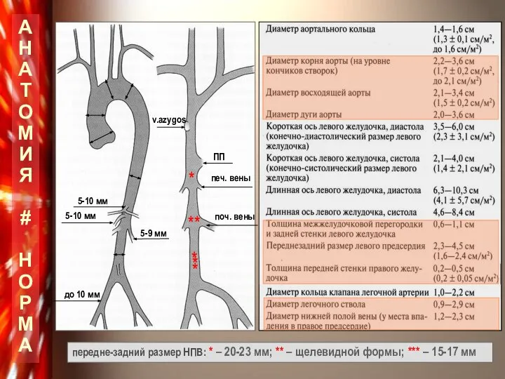 5-10 мм 5-10 мм 5-9 мм до 10 мм v.azygos печ. вены