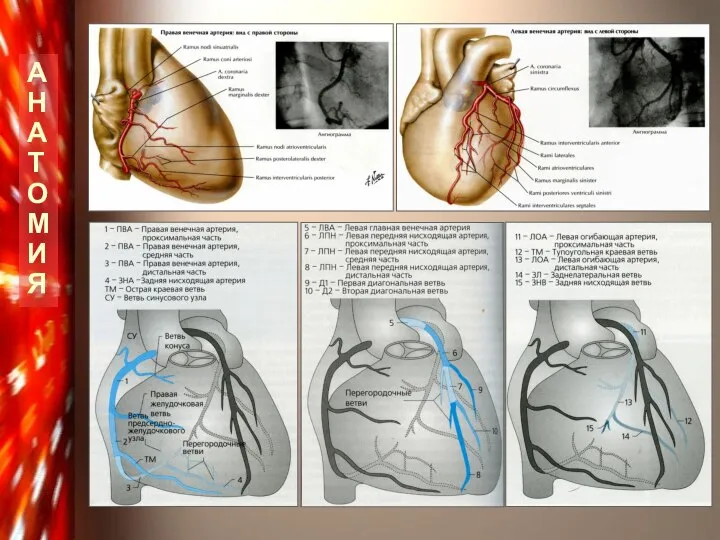 А Н А Т О М И Я