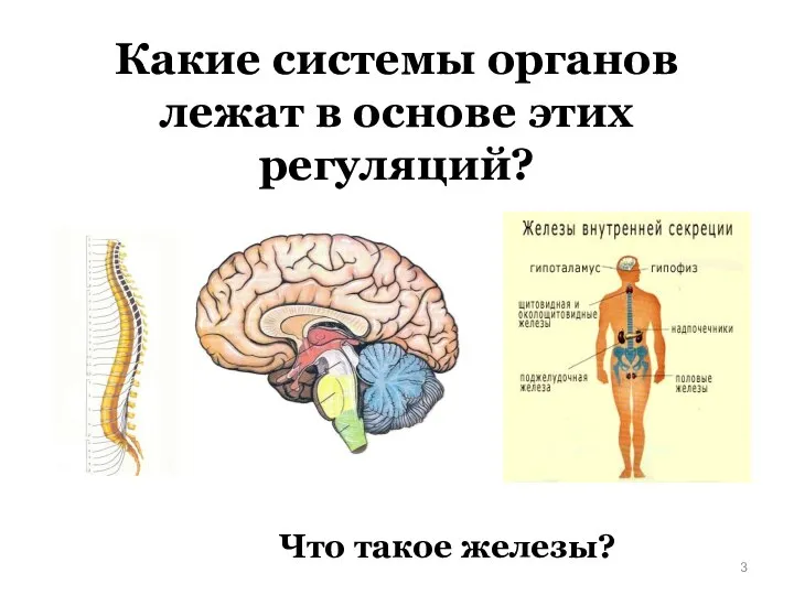 Какие системы органов лежат в основе этих регуляций? Что такое железы?