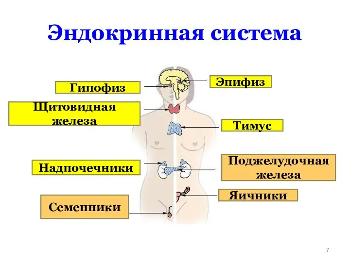 Эндокринная система Гипофиз Щитовидная железа Тимус Эпифиз Надпочечники Семенники Поджелудочная железа Яичники