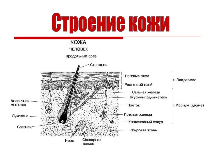 Строение кожи