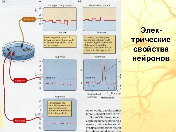 Элек-трические свойства нейронов