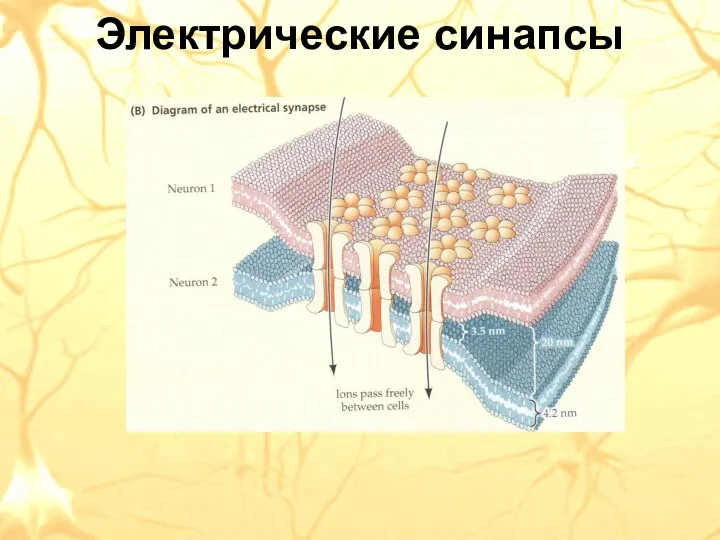 Электрические синапсы