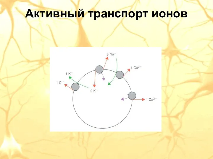 Активный транспорт ионов