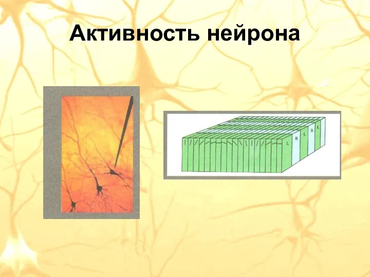 Активность нейрона