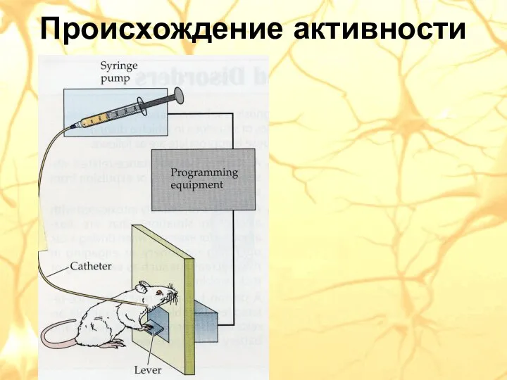 Происхождение активности