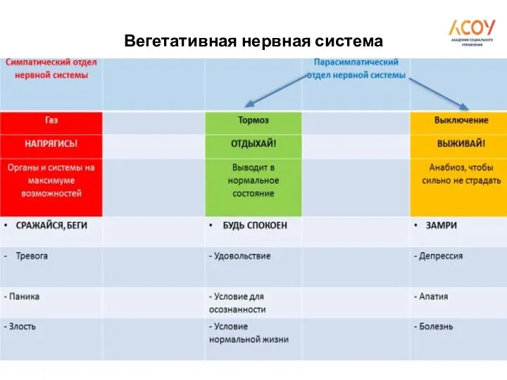 Вегетативная нервная система